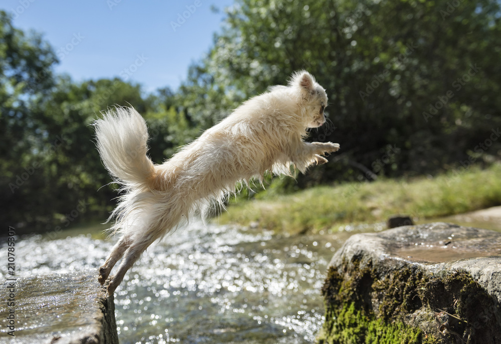 chihuahua jumping in nature