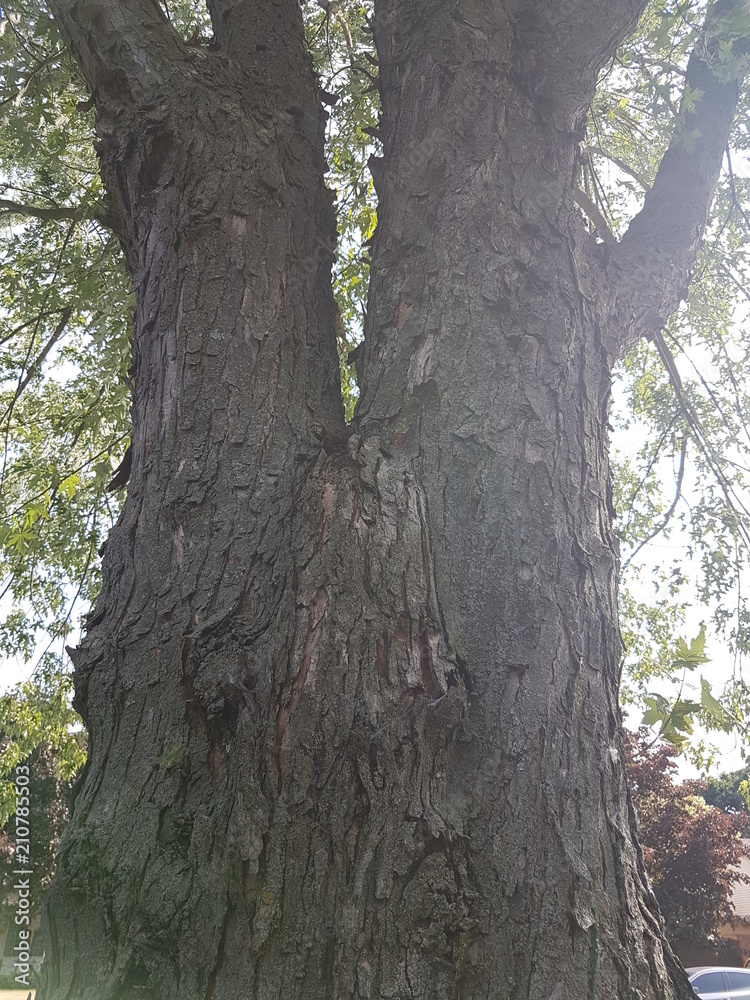 Lush Green Trees