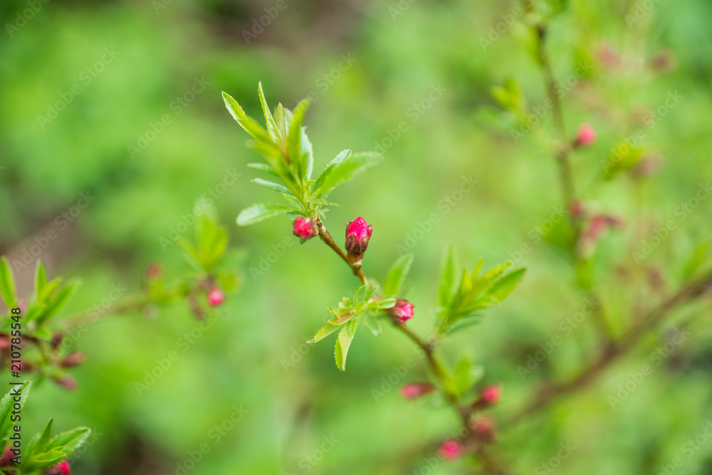 Blossoming almond steppe. Shallow depth of field. Blossoming almond steppe. Shallow depth of field.