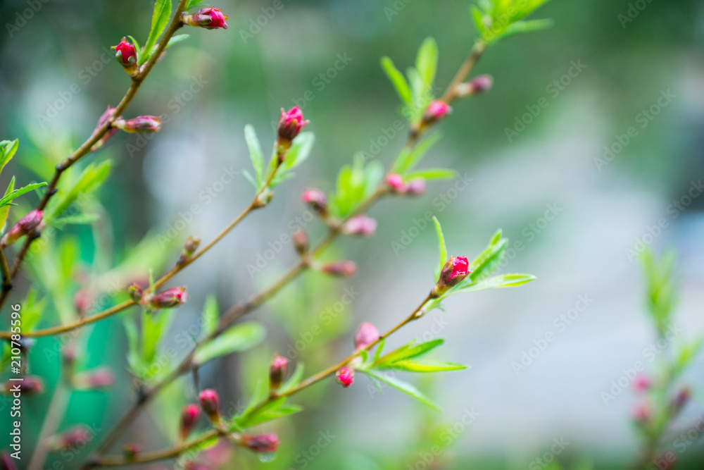 Blossoming almond steppe. Shallow depth of field. Blossoming almond steppe. Shallow depth of field.