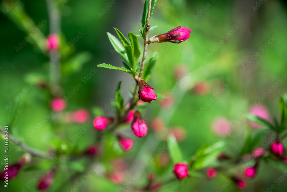 Blossoming almond steppe. Shallow depth of field. Blossoming almond steppe. Shallow depth of field.