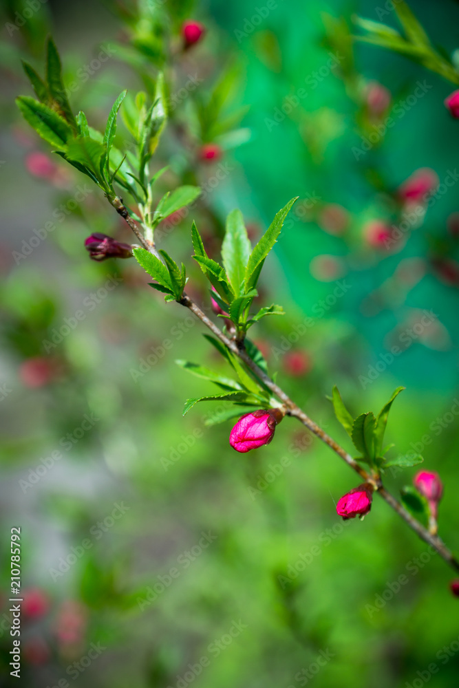 Obraz premium Blossoming almond steppe. Shallow depth of field.