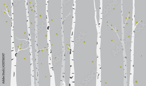 Birch Tree Silhouette Background
