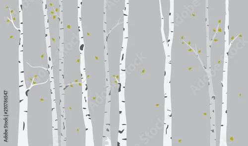 Obraz Tło sylwetka drzewa brzozy