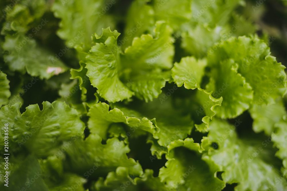 Green lettuce leaves in the home garden Green lettuce leaves in the home garden