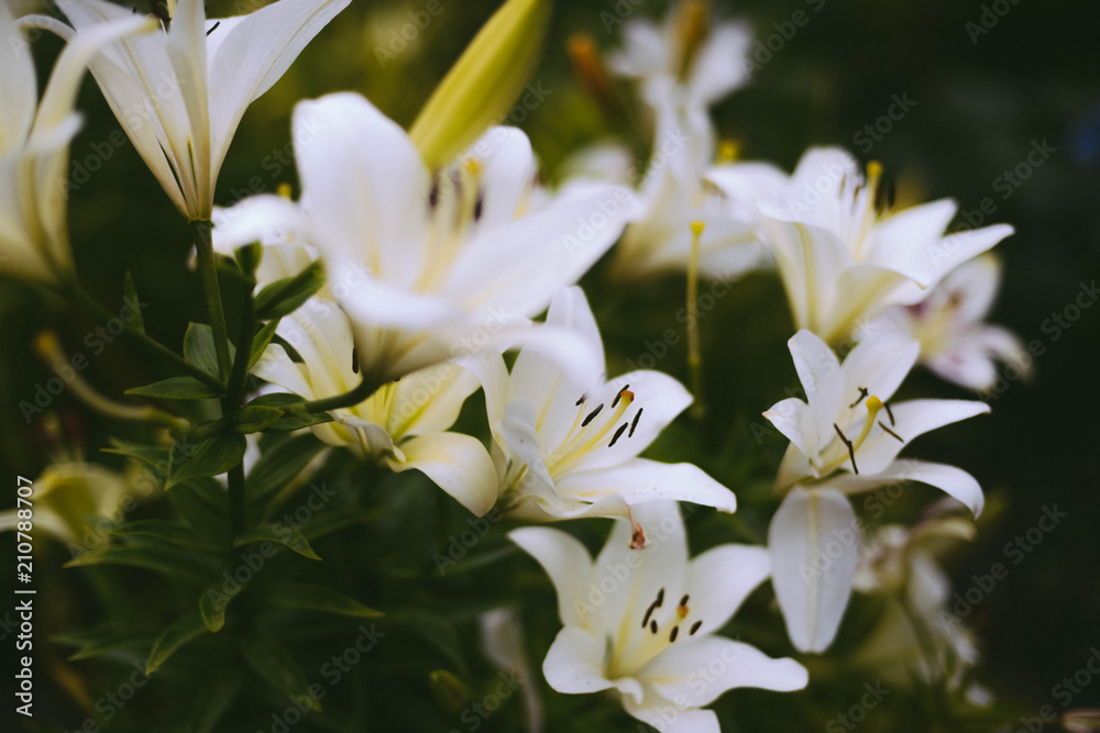 Beautiful white lily flowers on a background of green leaves outdoors.