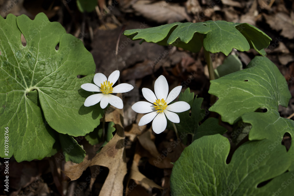 Close up view of Bloodroot (Sanguinaria canadensis) wildflowers emerging in native woodland habitat in early spring