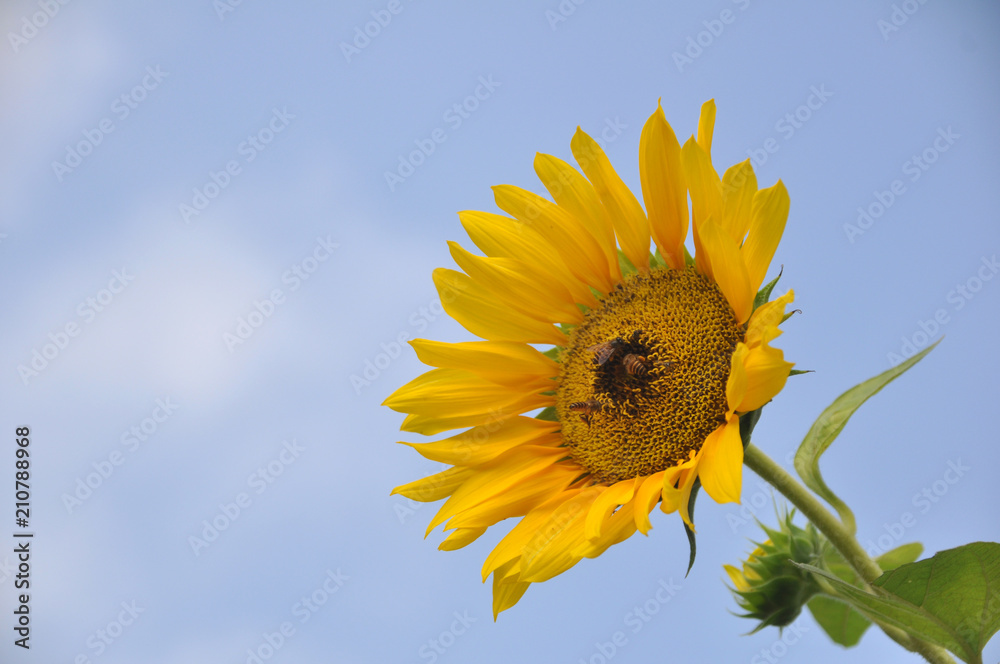 Sun Flower Blooming Sun Flower Blooming