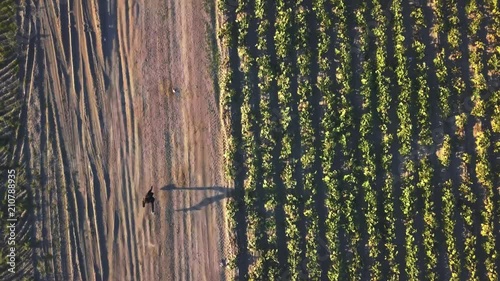 Girl taking off on a dirt field running at full sprint. Birds-eye-view of her running. photo