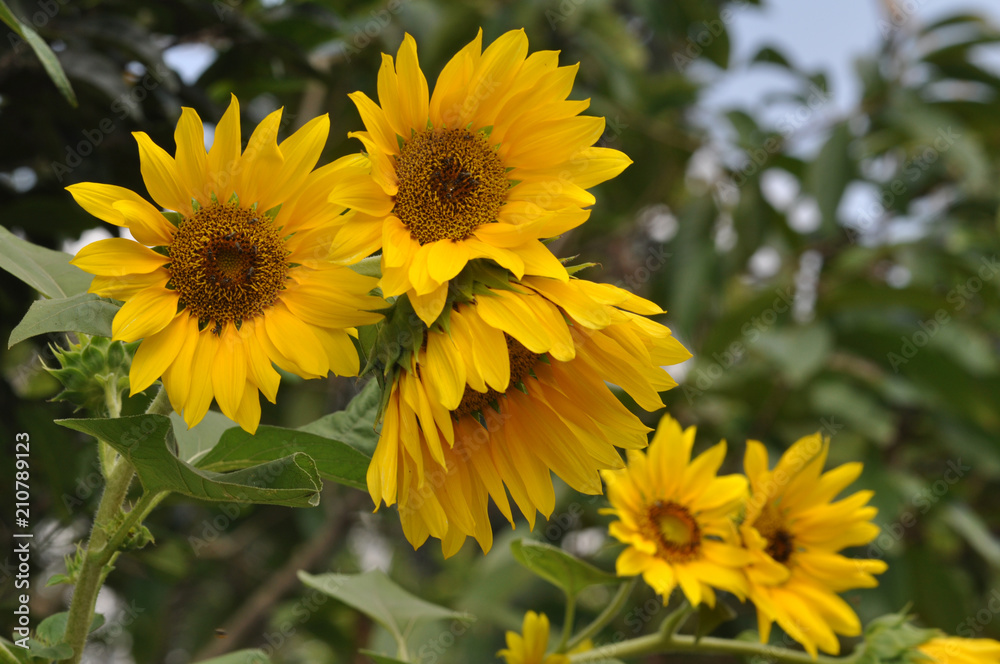 Obraz premium Sun Flower Blooming