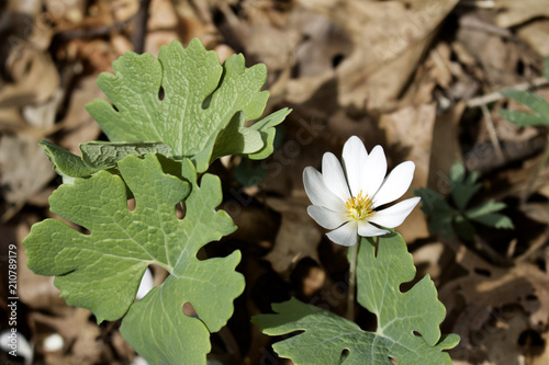 Close up view of Bloodroot  Sanguinaria canadensis  wildflowers emerging in native woodland habitat in early spring