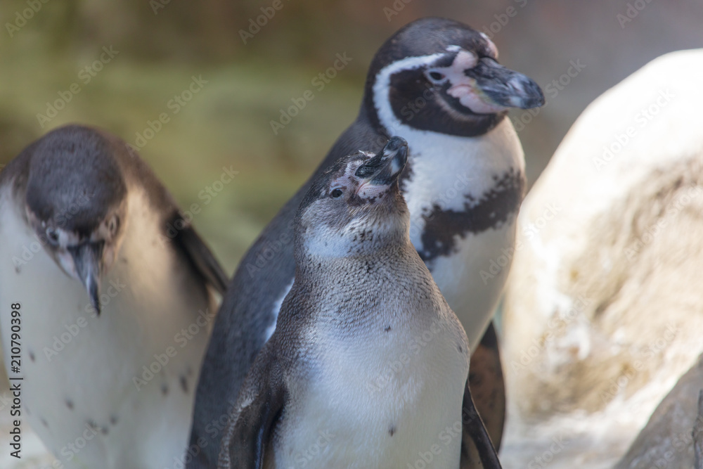 Fototapeta premium Portrait of a penguin in the nature