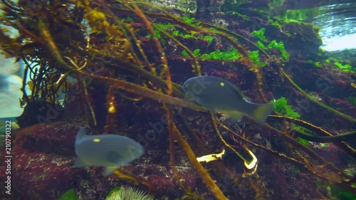 Three Domino Damsel Fish swim by in aquarium setting photo