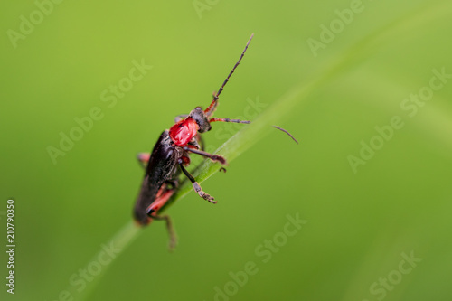 Beetle on green grass in nature