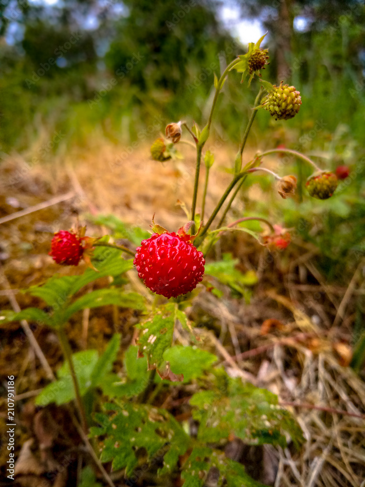 Wild strawberries in the meadow are ripe. Wild strawberries in the meadow are ripe.