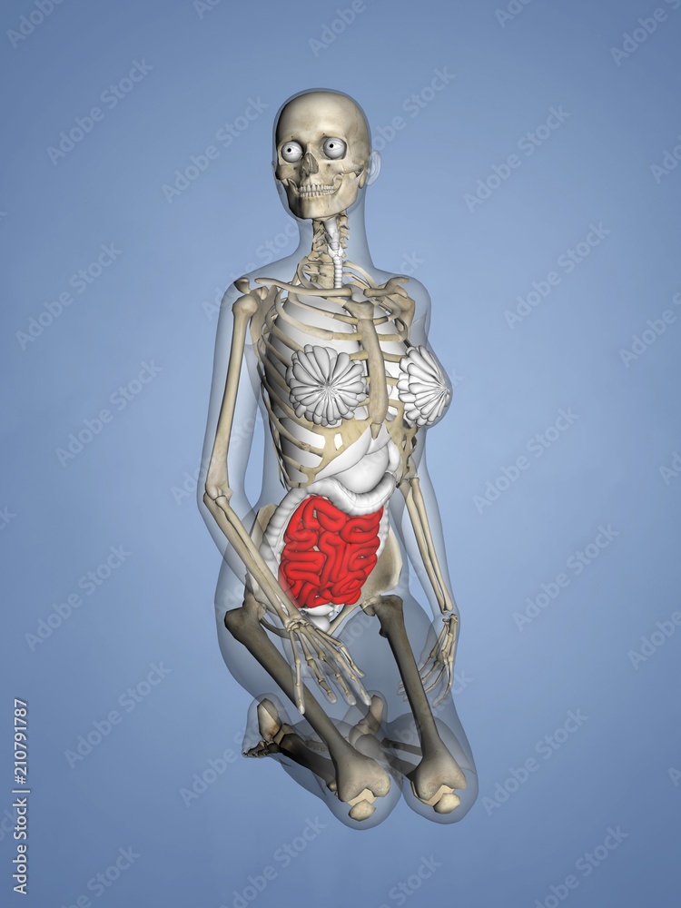 Small Intestine, Female Skeleton, 3D Human Model Small Intestine, Female Skeleton, 3D Human Model