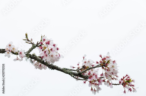 Tokyo cherry (Prunus Yedoensis) isolated on white background
