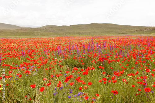 Nature fields and flowers