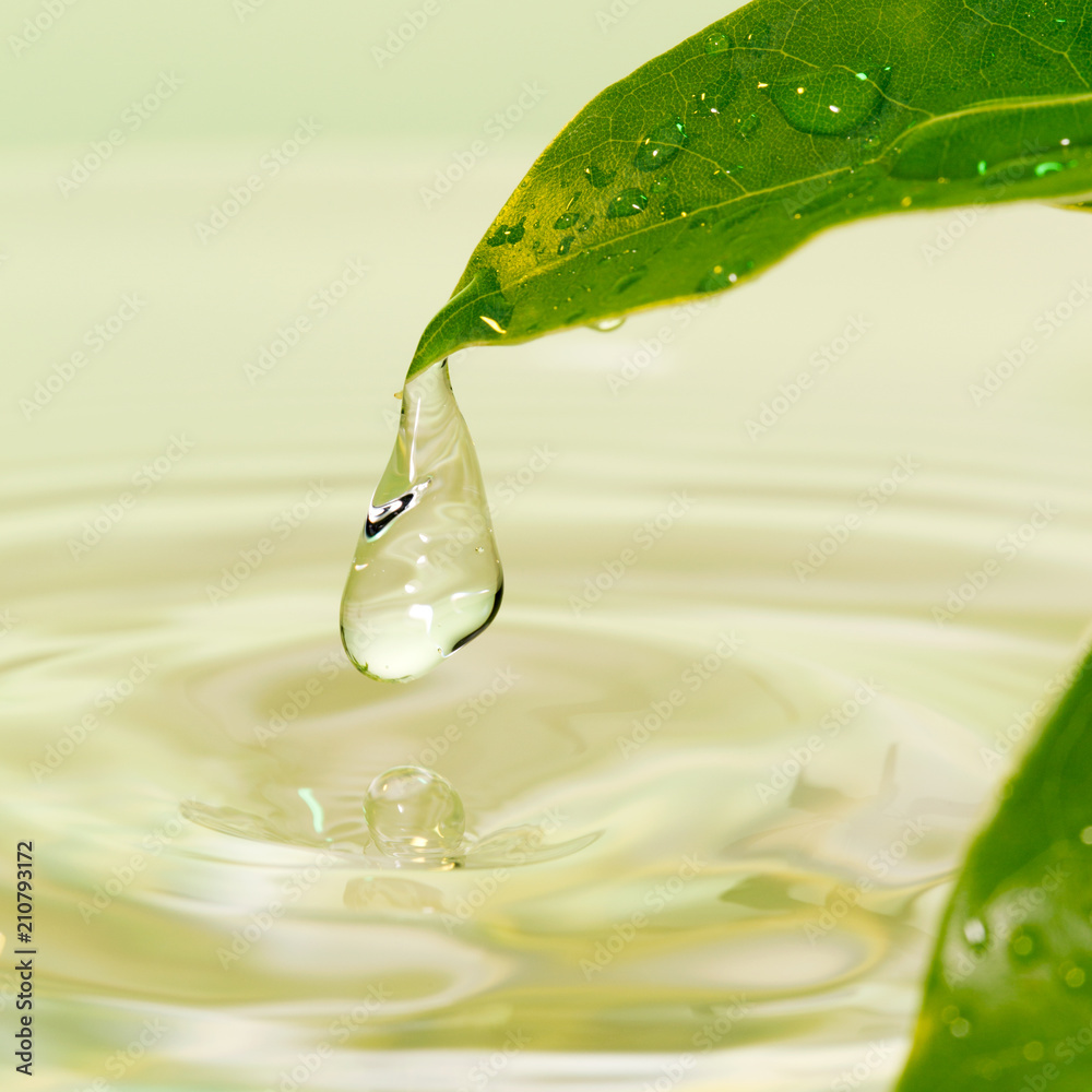 葉から落ちる水滴 Stock 写真 Adobe Stock