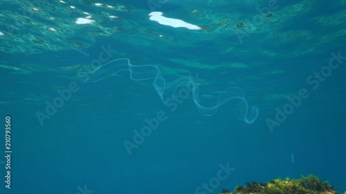 Sea life underwater a venus girdle comb jelly  Cestum veneris  swims in the Mediterranean sea  natural scene  Costa Brava  Spain