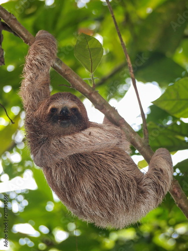 A young three-toed sloth animal in the jungle of Costa Rica, Central America photo