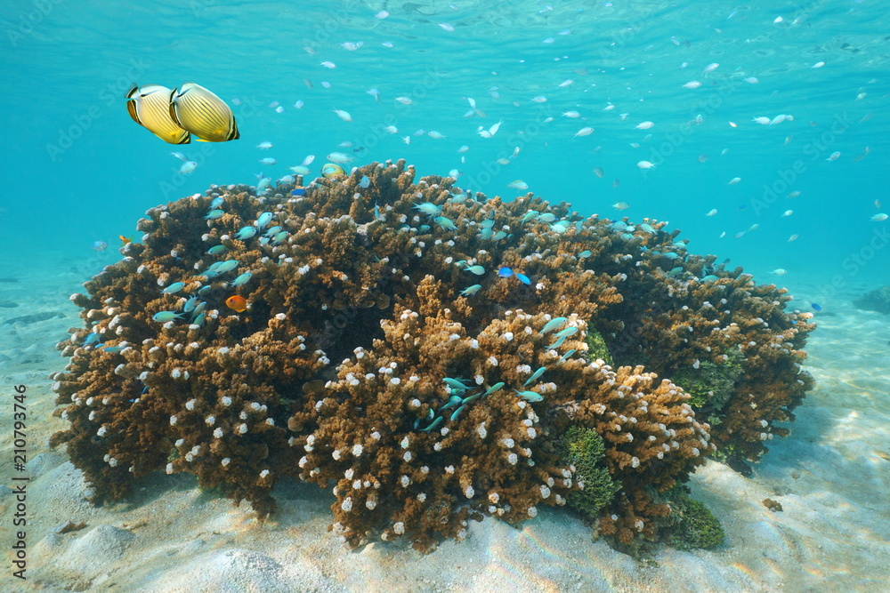 Naklejka premium Montipora coral with a shoal of tropical fish underwater in the Pacific ocean, Polynesia, Cook islands