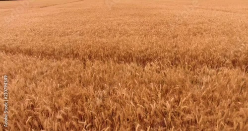 Close aerial flight over golden wheat field waving in wind against forest silhouette under boundless cloudy sky
