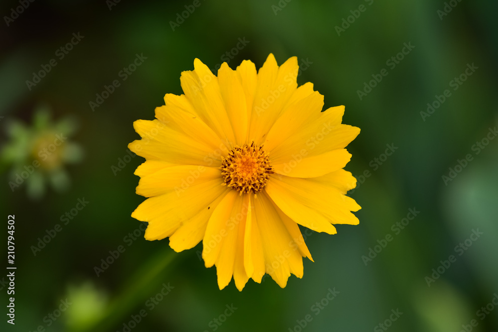 Beautiful wild flowers Cosmos on a summer day. Meadow flower (Nature, Backgrounds, Textures) Beautiful wild flowers Cosmos on a summer day. Meadow flower (Nature, Backgrounds, Textures)