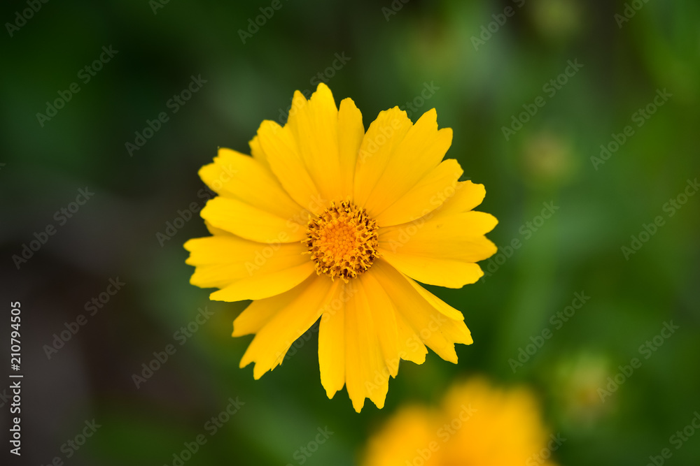 Beautiful wild flowers Cosmos on a summer day. Meadow flower (Nature, Backgrounds, Textures) Beautiful wild flowers Cosmos on a summer day. Meadow flower (Nature, Backgrounds, Textures)