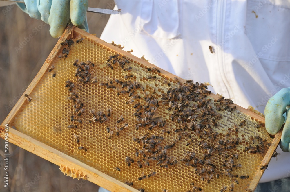 Honigbienen auf einer Honigwabe in der Hand eines Imkers Honigbienen auf einer Honigwabe in der Hand eines Imkers