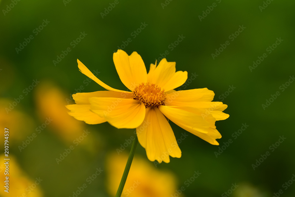 Beautiful wild flowers Cosmos on a summer day. Meadow flower (Nature, Backgrounds, Textures) Beautiful wild flowers Cosmos on a summer day. Meadow flower (Nature, Backgrounds, Textures)