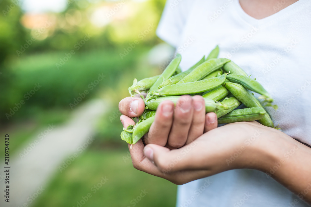 Fresh peas in hand young girl on garden Fresh peas in hand young girl on garden