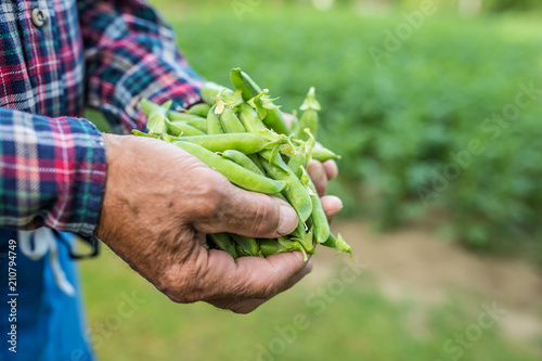 Senior farmer holding in her hans fresh peas