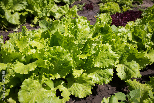 Salad leaves of lettuce in the garden close-up