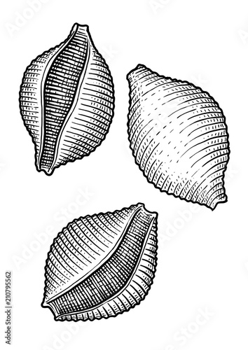 Dried conchiglie pasta illustration, drawing, engraving, ink, line art, vector