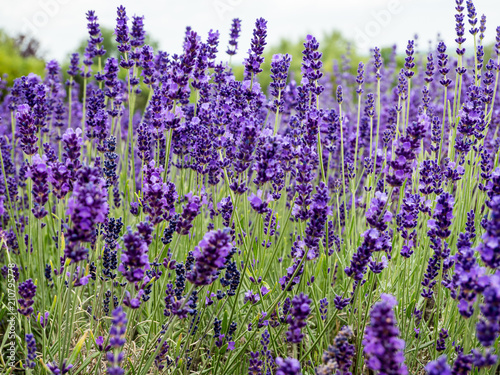 Echter Lavendel,Heilpflanze © Animaflora PicsStock