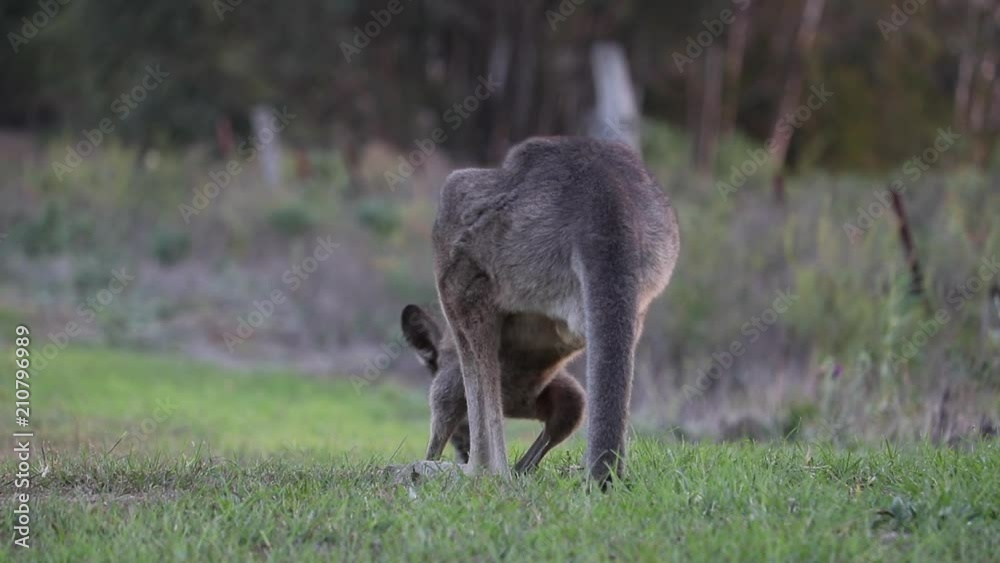 Eastern Australian Grey Kangaroo grazing in the field Eastern Australian Grey Kangaroo grazing in the field