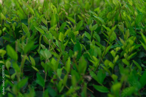 green leaf texture, bush