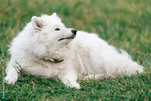 Adorable amazing white fluffy happy samoyed puppy lying on grass outdoor at nature in summer. Portrait of beautiful purebred dog relaxing on field. Lovely furry smiling pet on meadow.