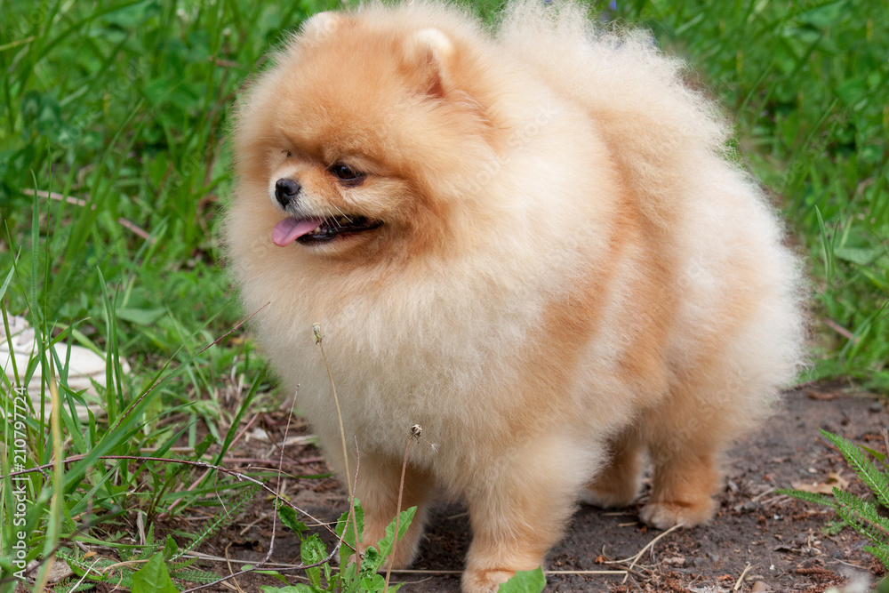 Cute pomeranian spitz puppy close up. Deutscher spitz or zwergspitz.