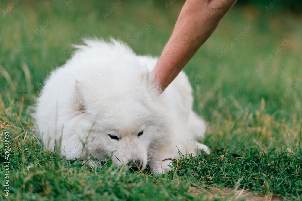 Unrecognizable owner asking to execute commands his white samoeyd outdoor at nature.  Lovely purebred puppy lying on grass.  Man hand shaking dog`s paw.  Beautiful smiling pet with funny kind muzzle.