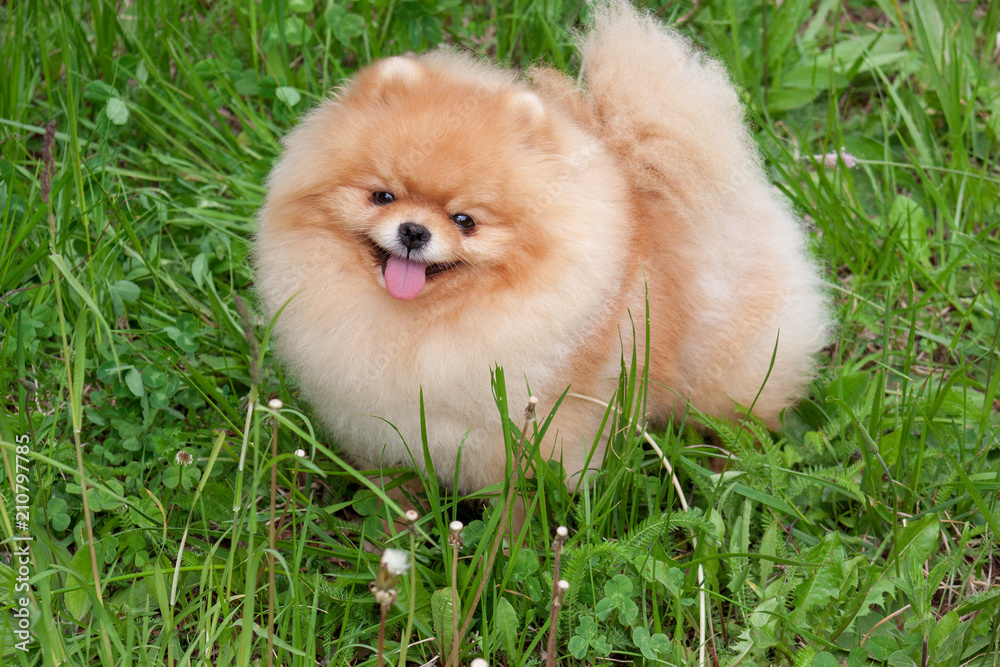 Cute pomeranian spitz puppy is looking at the camera. Zwergspitz or deutscher spitz. Cute pomeranian spitz puppy is looking at the camera. Zwergspitz or deutscher spitz.