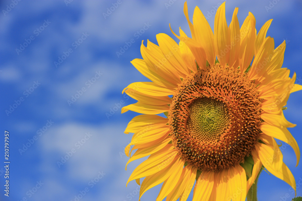 close up Sunflower with blue sky background,natural background close up Sunflower with blue sky background,natural background