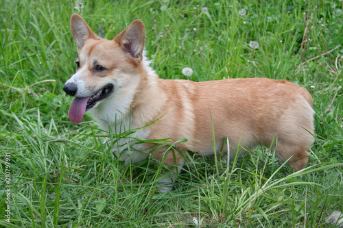 Cute pembroke welsh corgi puppy is standing on a blossoming green meadow.