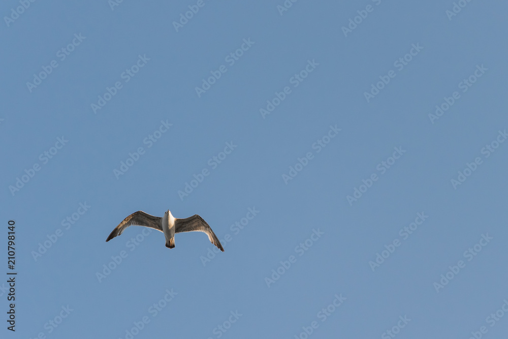 bird, sea gull flying in the blue sky bird, sea gull flying in the blue sky