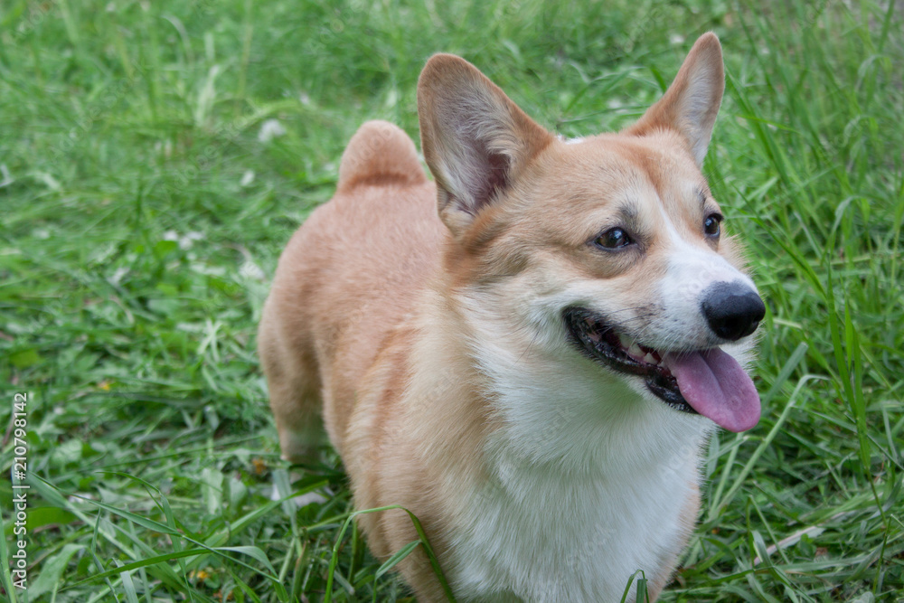 Cute pembroke welsh corgi puppy is standing in a green grass. Pet animals. Cute pembroke welsh corgi puppy is standing in a green grass. Pet animals.