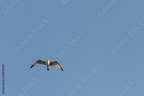 bird  sea gull flying in the blue sky