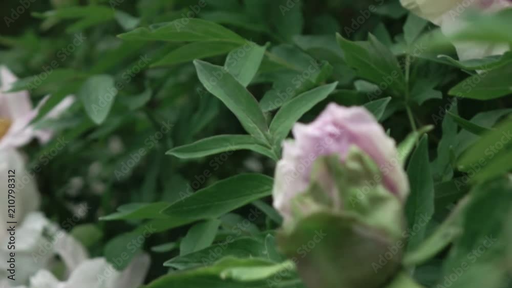 A blossoming bush with close-up pink peony flowers shot in cloudy weather in the summer. Panoramic down up video. Full HD video, 240fps, 1080p. A blossoming bush with close-up pink peony flowers shot in cloudy weather in the summer. Panoramic down up video. Full HD video, 240fps, 1080p.