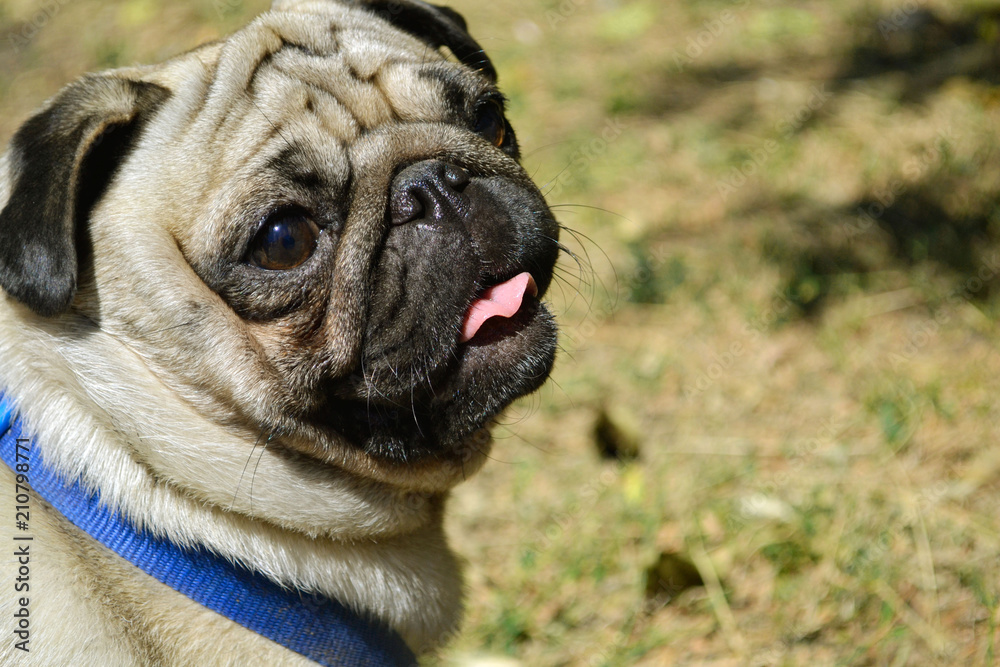 pug, dog, mops, animal, pet, cute, puppy, canine, breed, isolated, white,  pets, portrait, sad, small, fawn, bulldog, mammal, beautiful collar, the  dog shows the tongue,animals, eyes, wrinkles, adorab Stock Photo | Adobe