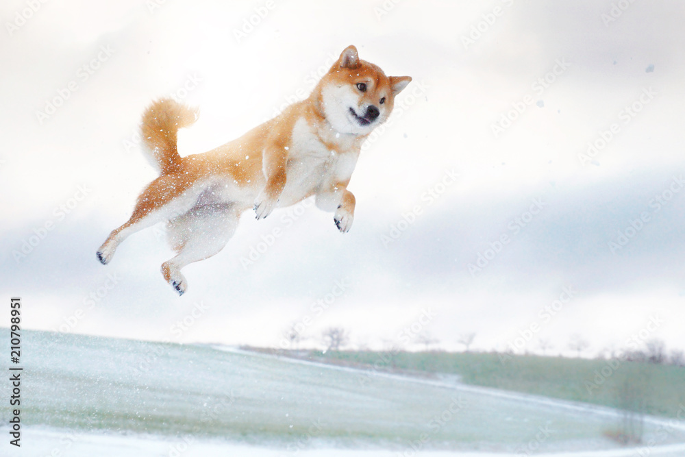 Shiba Inu Hund springt in die Luft Stock-bilde | Adobe Stock